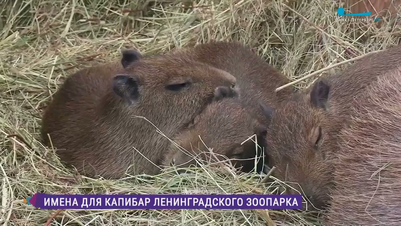 В Ленинградском зоопарке выбирают имя для капибар