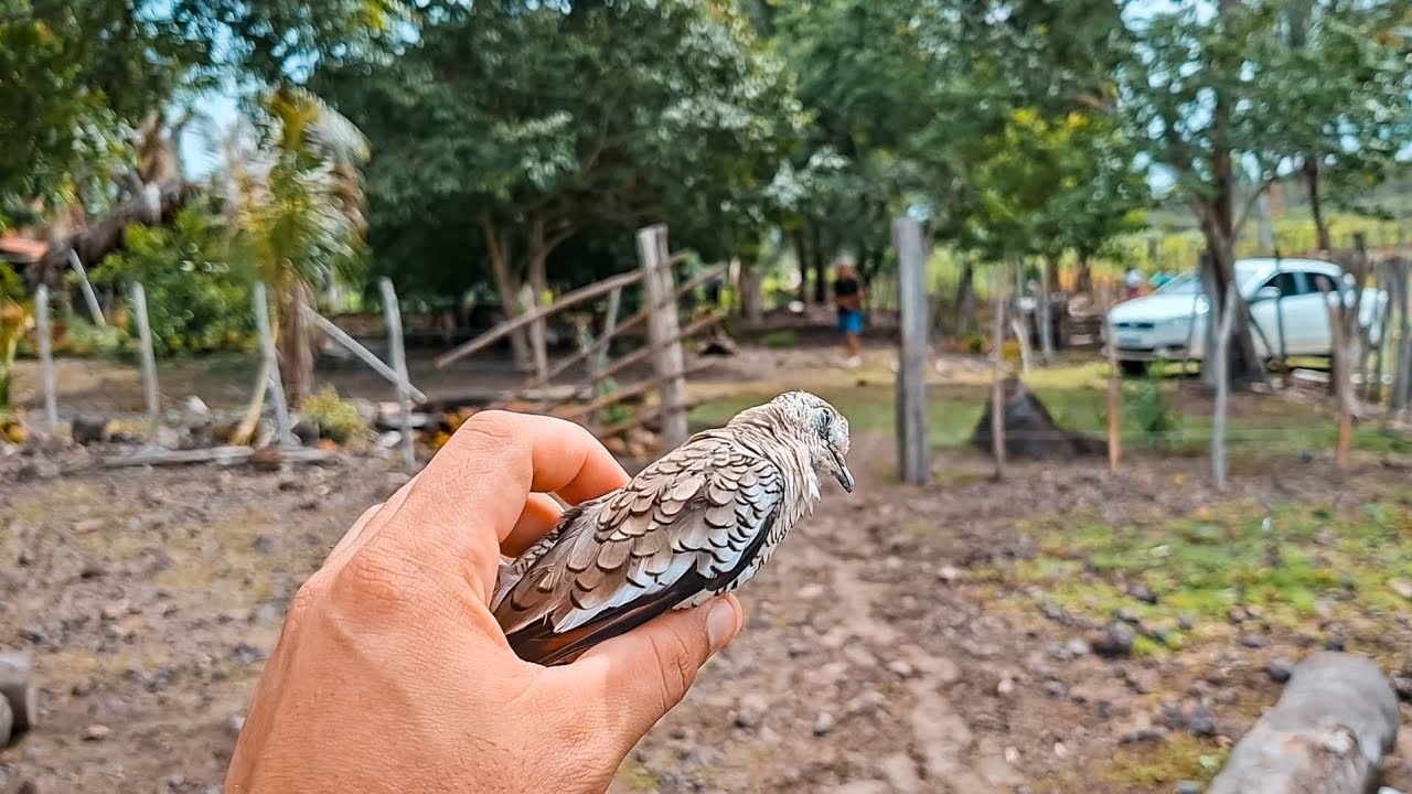 Manhã no Interior 🌾 | Encontramos uma Rolinha e uma Conversa com a Vovó 💬