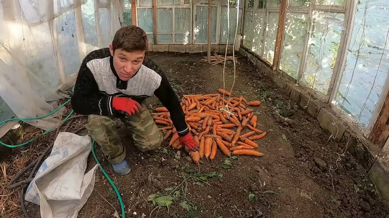 ВОТ  ЭТО УРОЖАЙ ТАК УРОЖАЙ, Жизнь в деревне