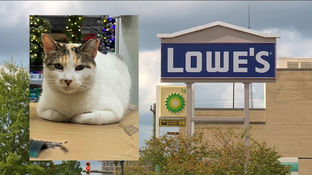 Francine returns! Lowe's cat back in Richmond after accidental truck ride