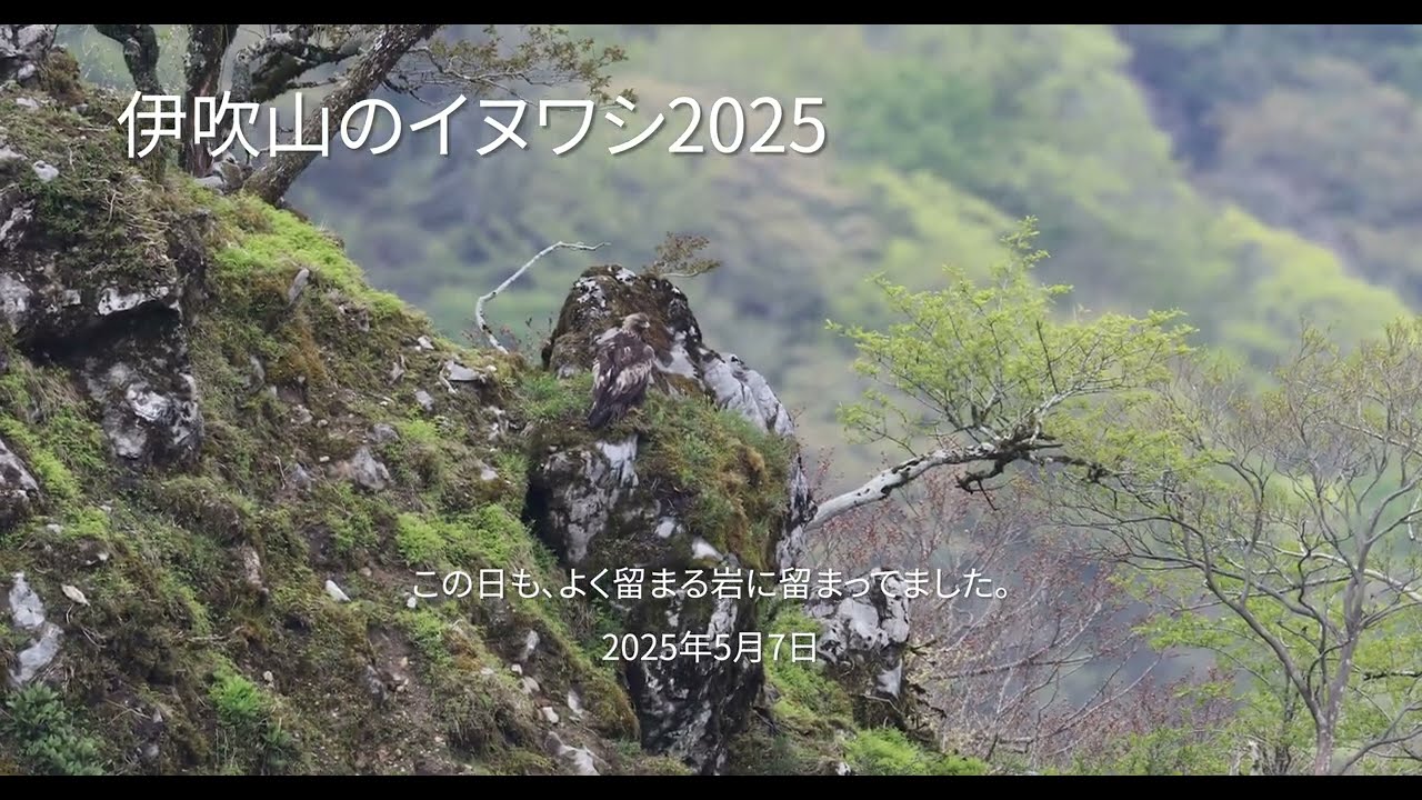 伊吹山のイヌワシ2025　その１　