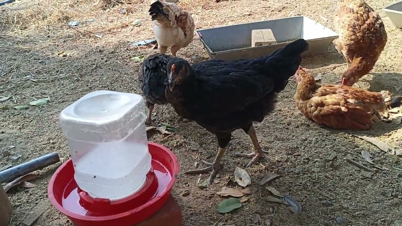 Daily Life of My Chickens 🐔 | Big & Baby Chicks Growing Up | day 6 Part 3