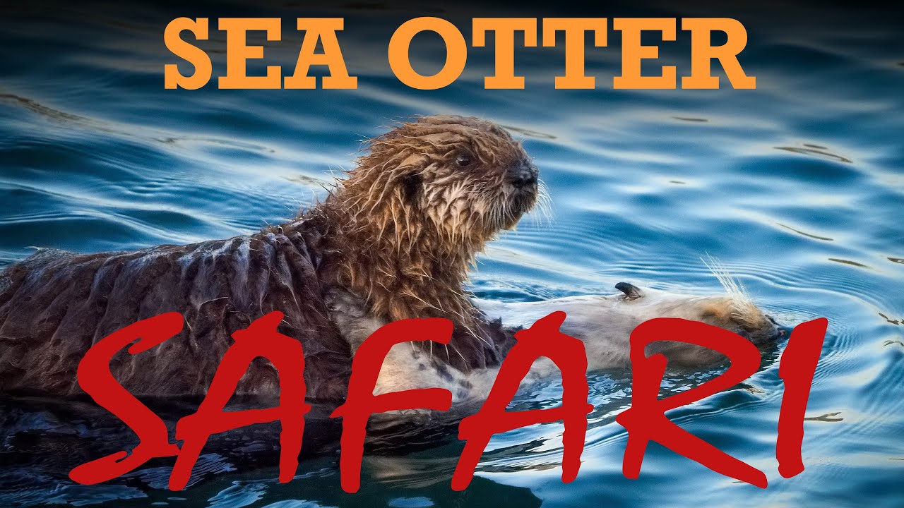 EM1X Adventure Ep. 03: Sea Otter Safari