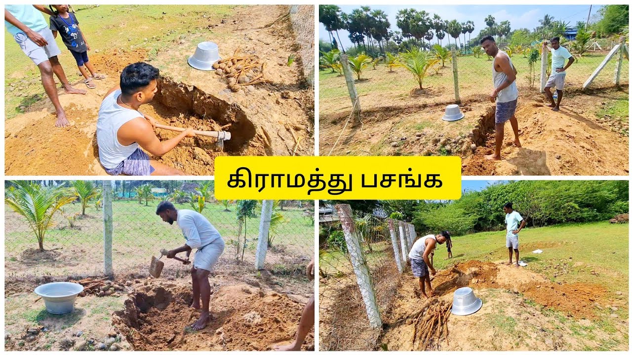 எங்கள் கிராமத்து பனங்கிழங்கு வேட்டை @Amalavillagefood 