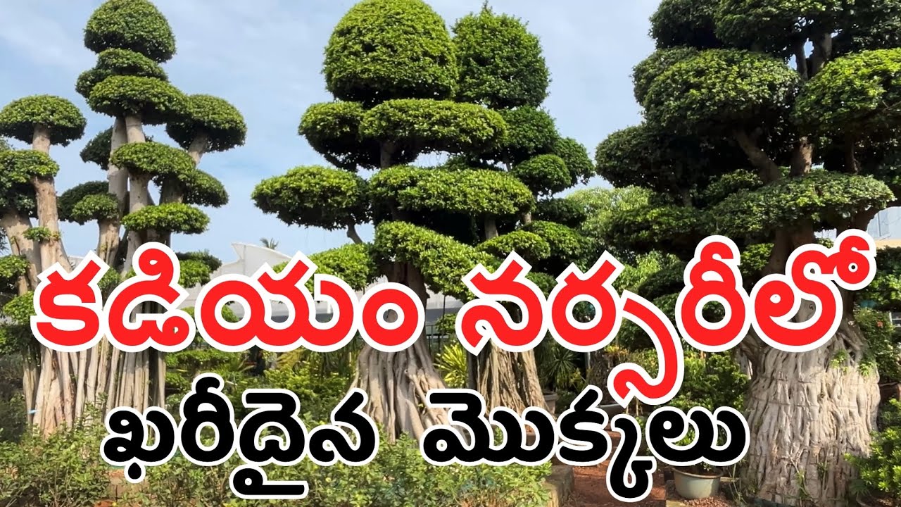 Kadiyam nursery |