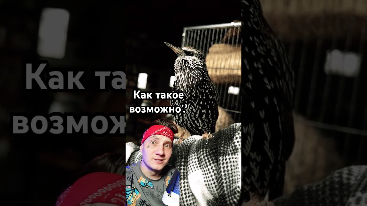 Эта птица ИНОПЛАНЕТЯНИН 👽 🤯 #shorst