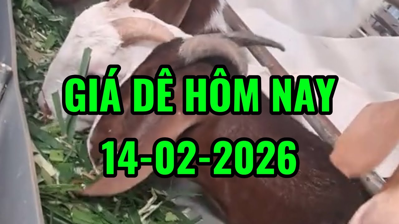 Cập Nhật giá dê mới nhất hôm nay 14/02/2026 | giá dê đực ( cái ) thịt - giá dê đực ( cái ) giống