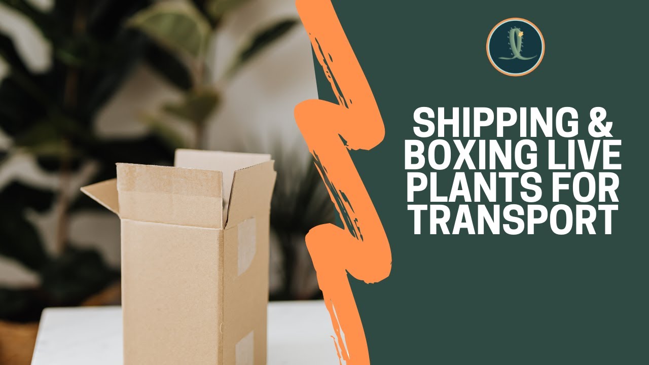 Shipping and Boxing Live Plants for Transport | How I box my plants!