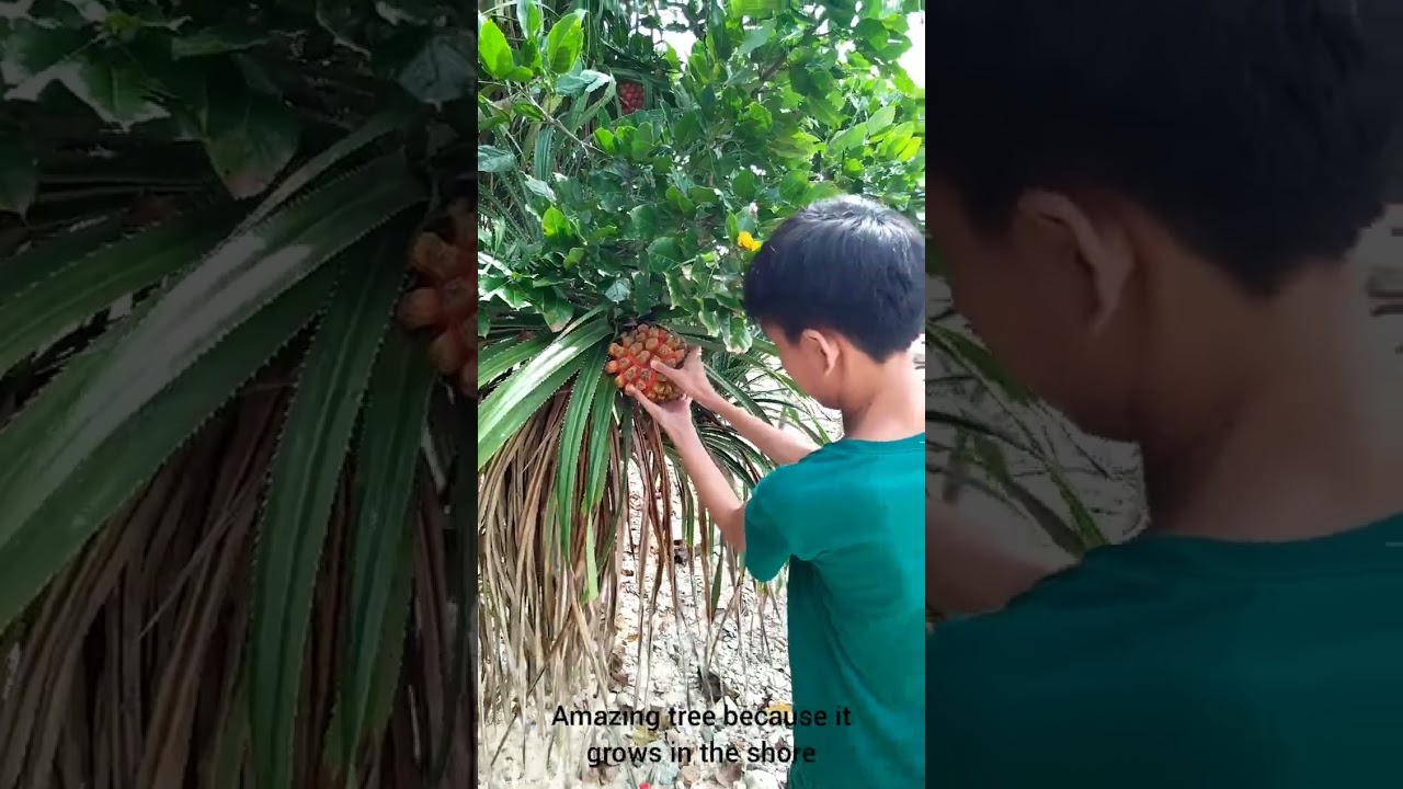 rare fruit, amazing video, primitive life, nature, natural resources, food