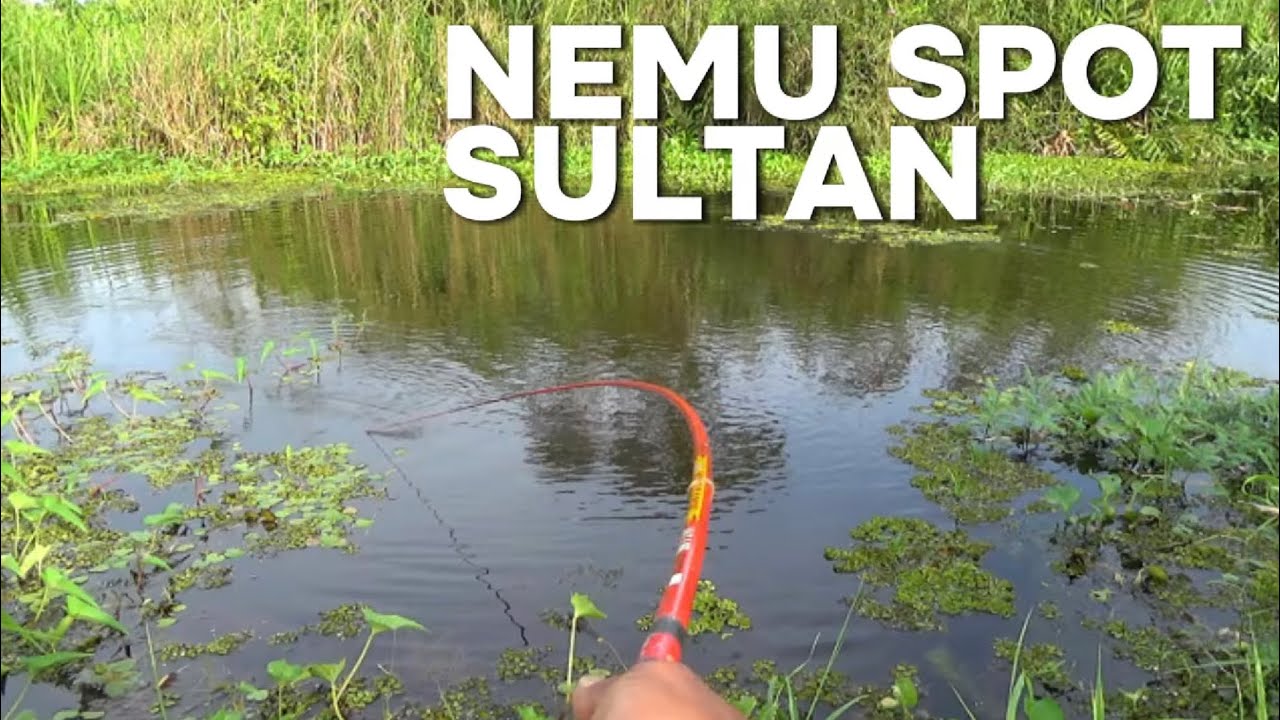 Aksi mendebarkan!! Inilah surga ikan nila babon mancing baru mulai langsung gemetar!!