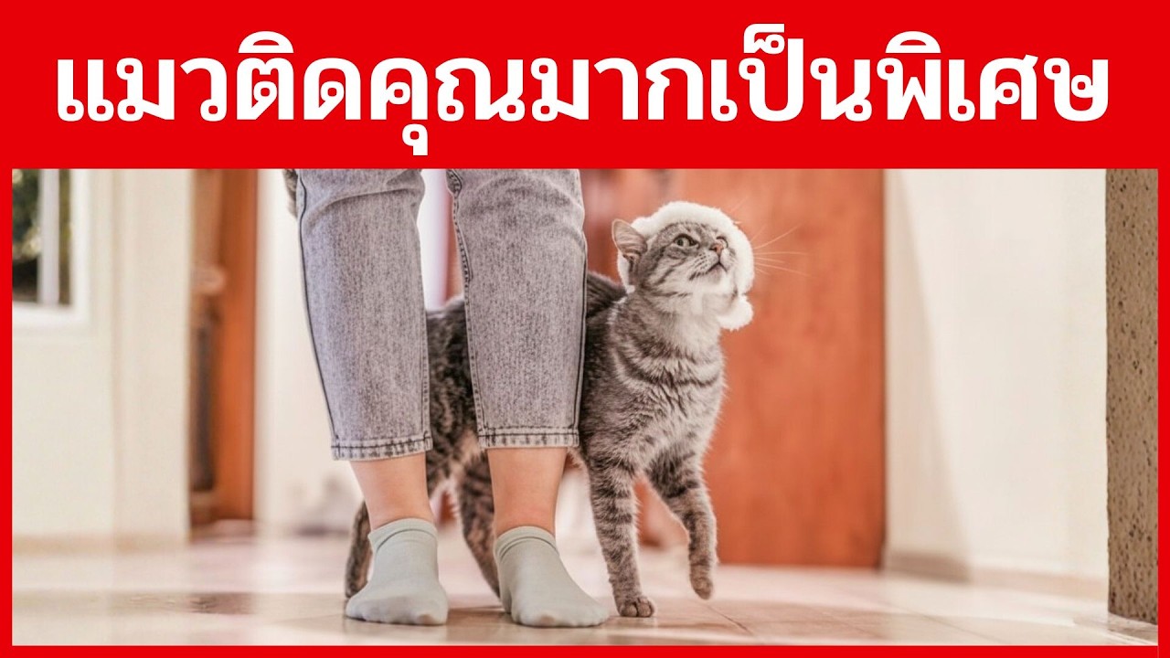 10 สัญญาณที่บ่งบอกว่า…แมวของคุณติดคุณมาก!
