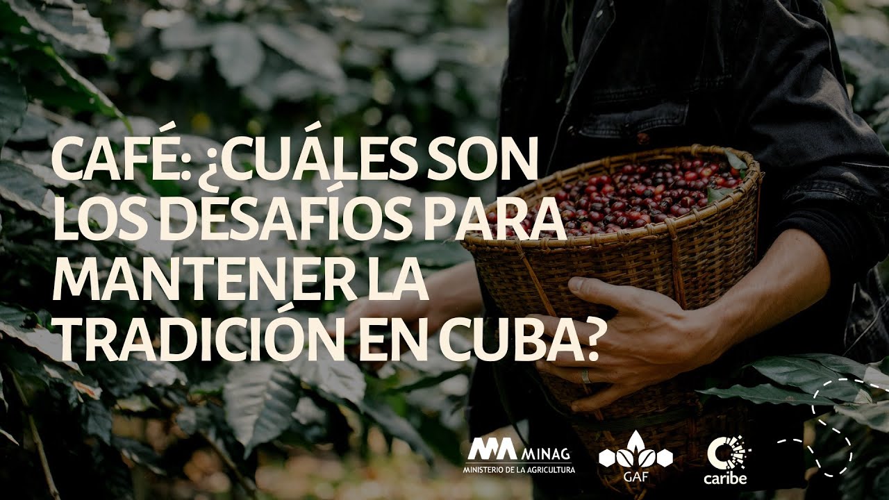 Café en Cuba: ¿soluciones urgentes para mantener la tradición?
