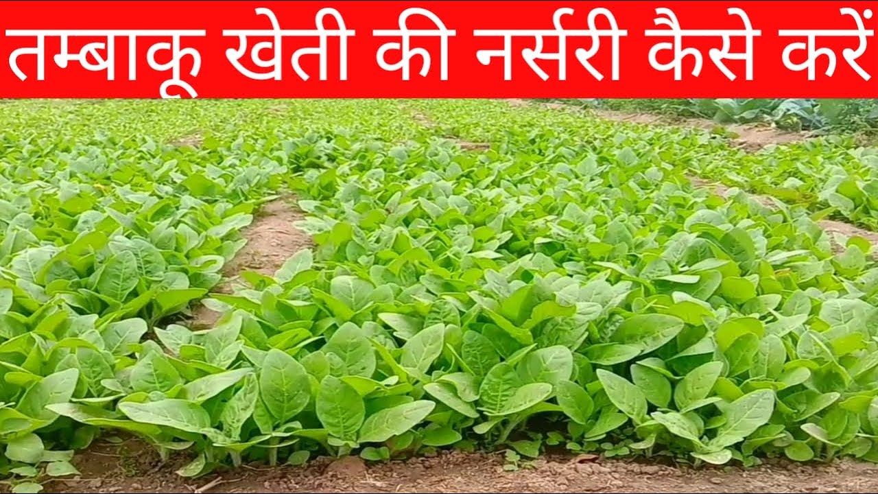 तंबाकू की नर्सरी कैसे करते हैं किसान How farmers do tobacco nursery