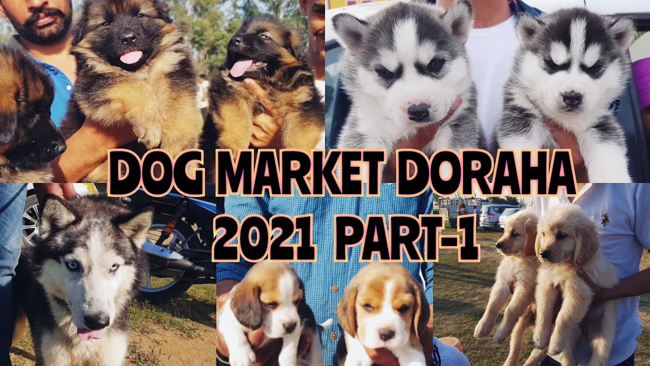 Wholesale Dog Market at Doraha (Ludhiana) Dog show 2021 February PART 1 | Gold Medal Kennels