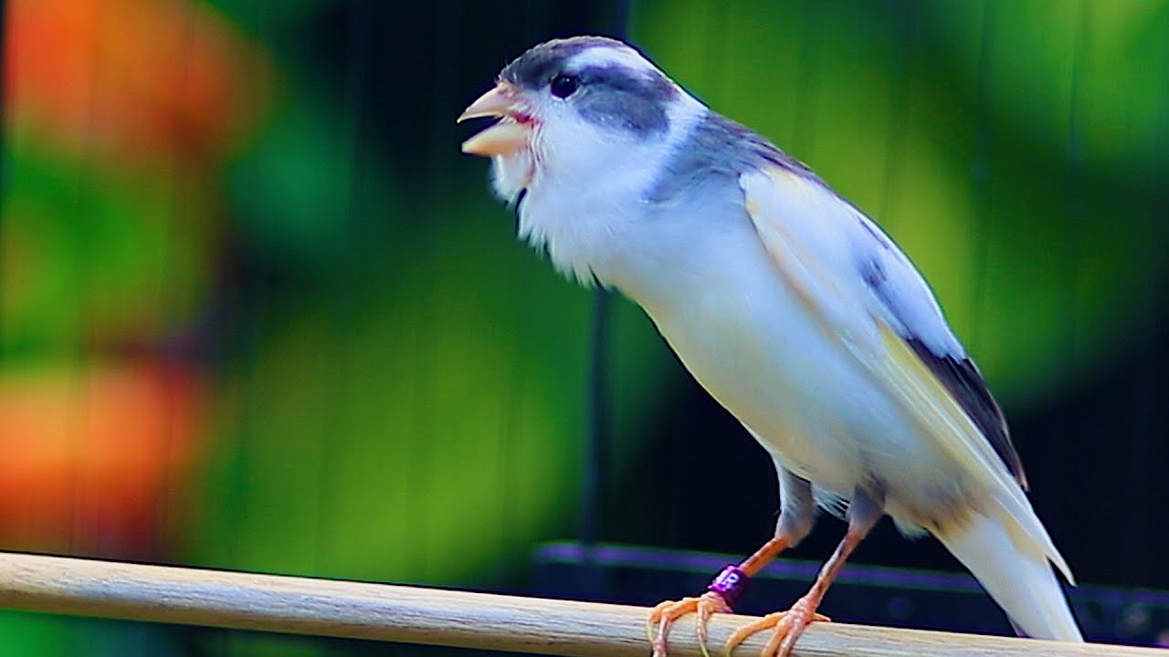 KENARI LAGU MEWAH ISIAN LOVEBIRD, MASTERAN JITU BUAT KENARI PAUD DAN BAHAN BELAJAR NGELAGU
