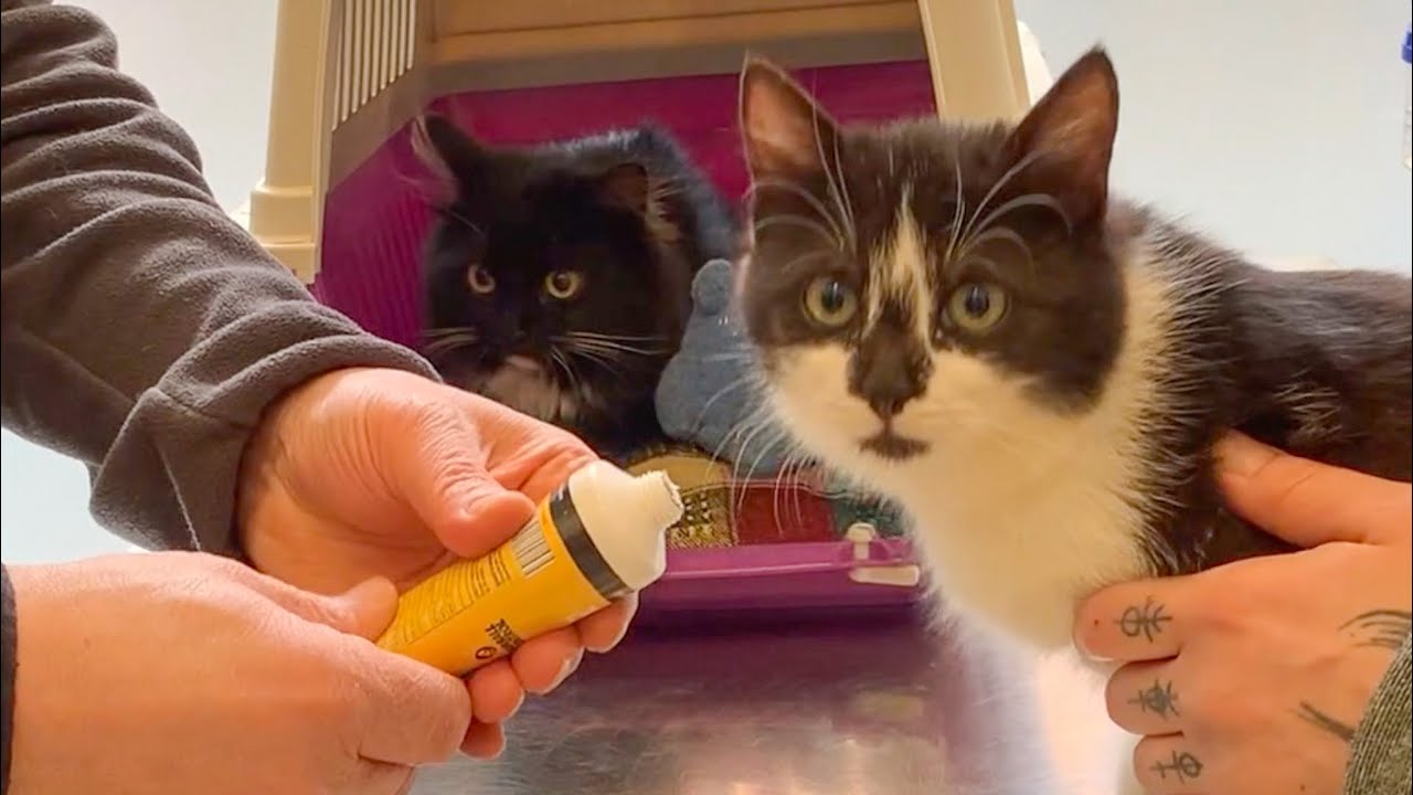 First vaccination of rescued cats | Uni and Nami