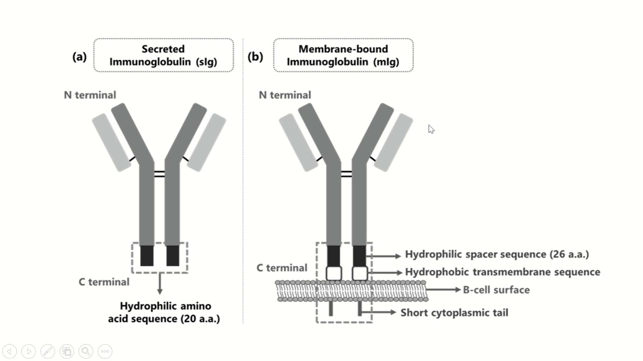 BCR Vs. Immunoglobulin معلومة مناعية  بالعربي