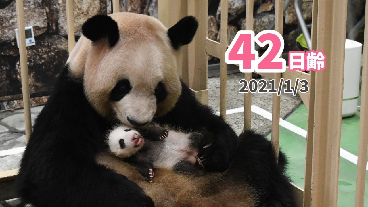 【パンダの赤ちゃん】お母さんパンダ「良浜」の子育て奮闘記（42日齢）
