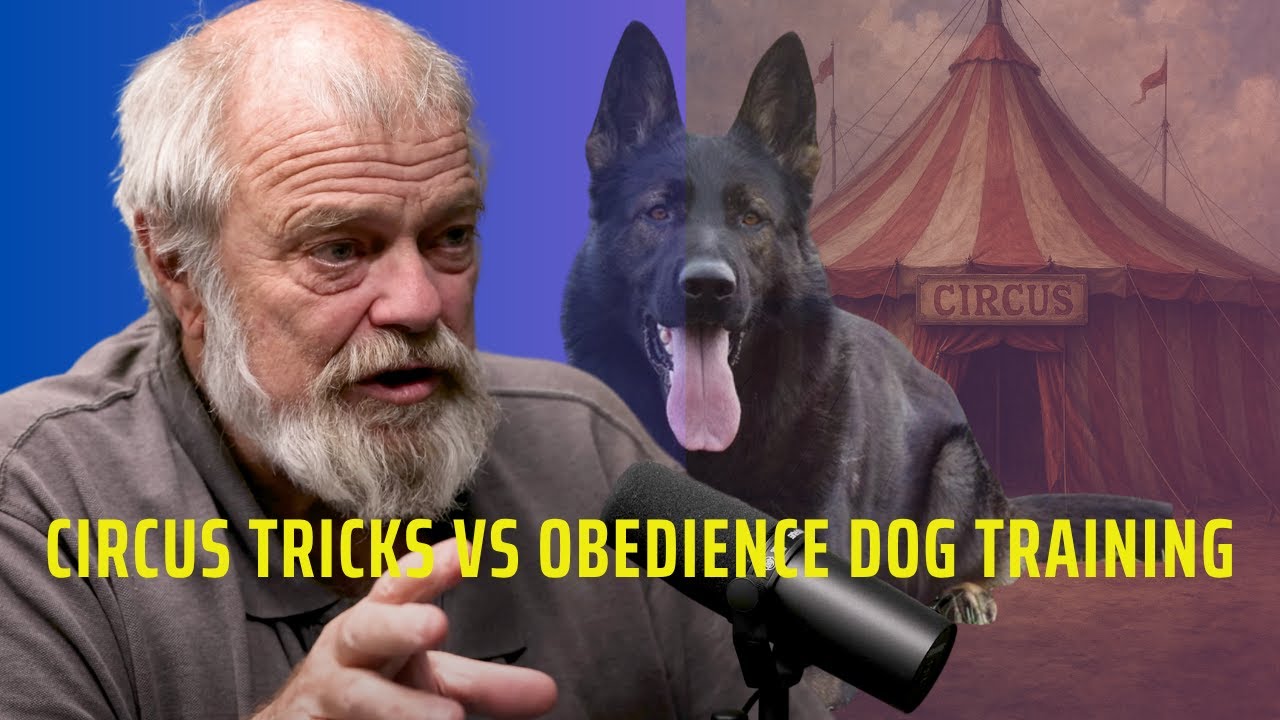 Circus Tricks Vs Obedience Dog Training