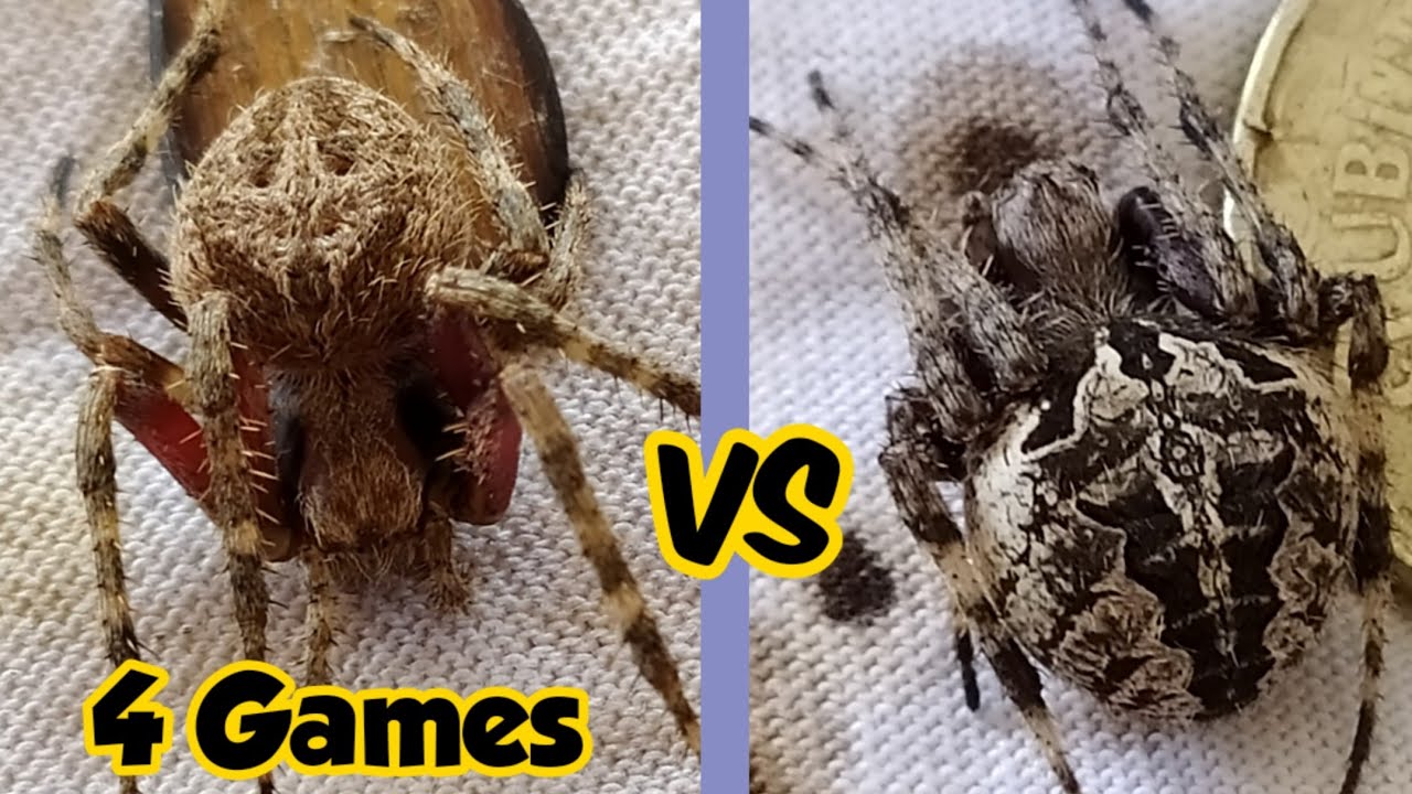 Kadagit VS Dayo - Spider fight 😱