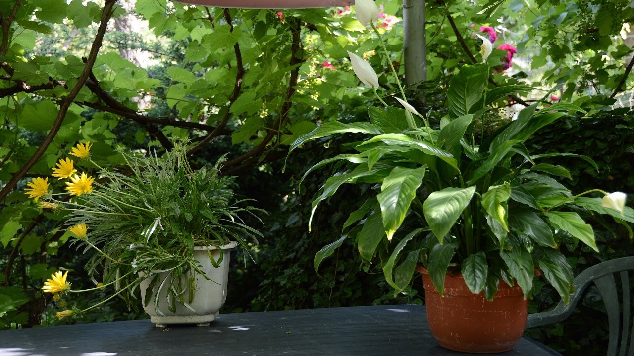 Сатифиллум комнатный цветок.  Как изменился спатифиллум за год!