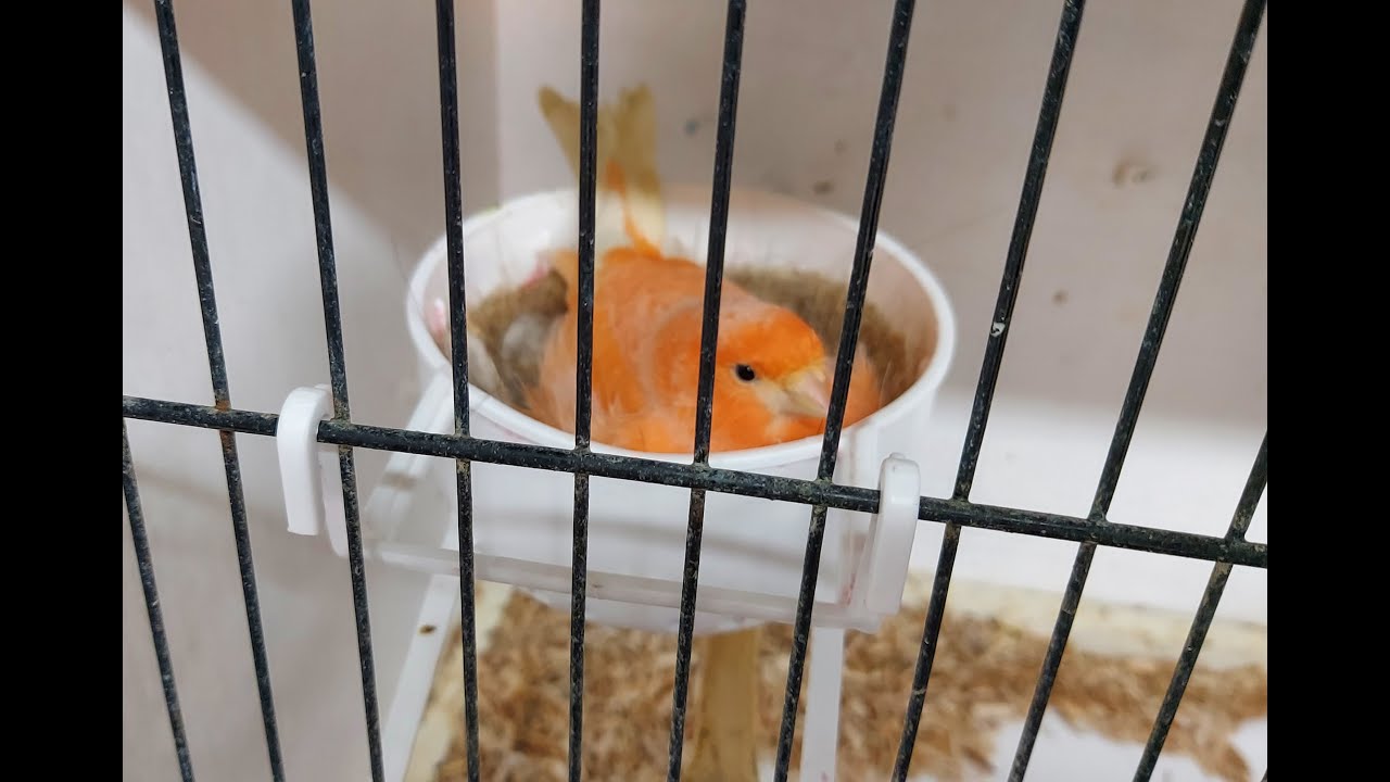 redfactor Canary Breeding Season 2021 (video 4)