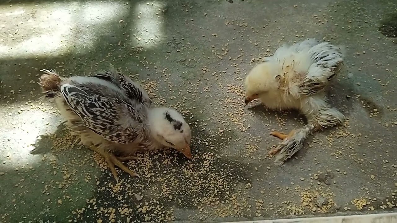 pernas bambas  em pintinhos evolução.