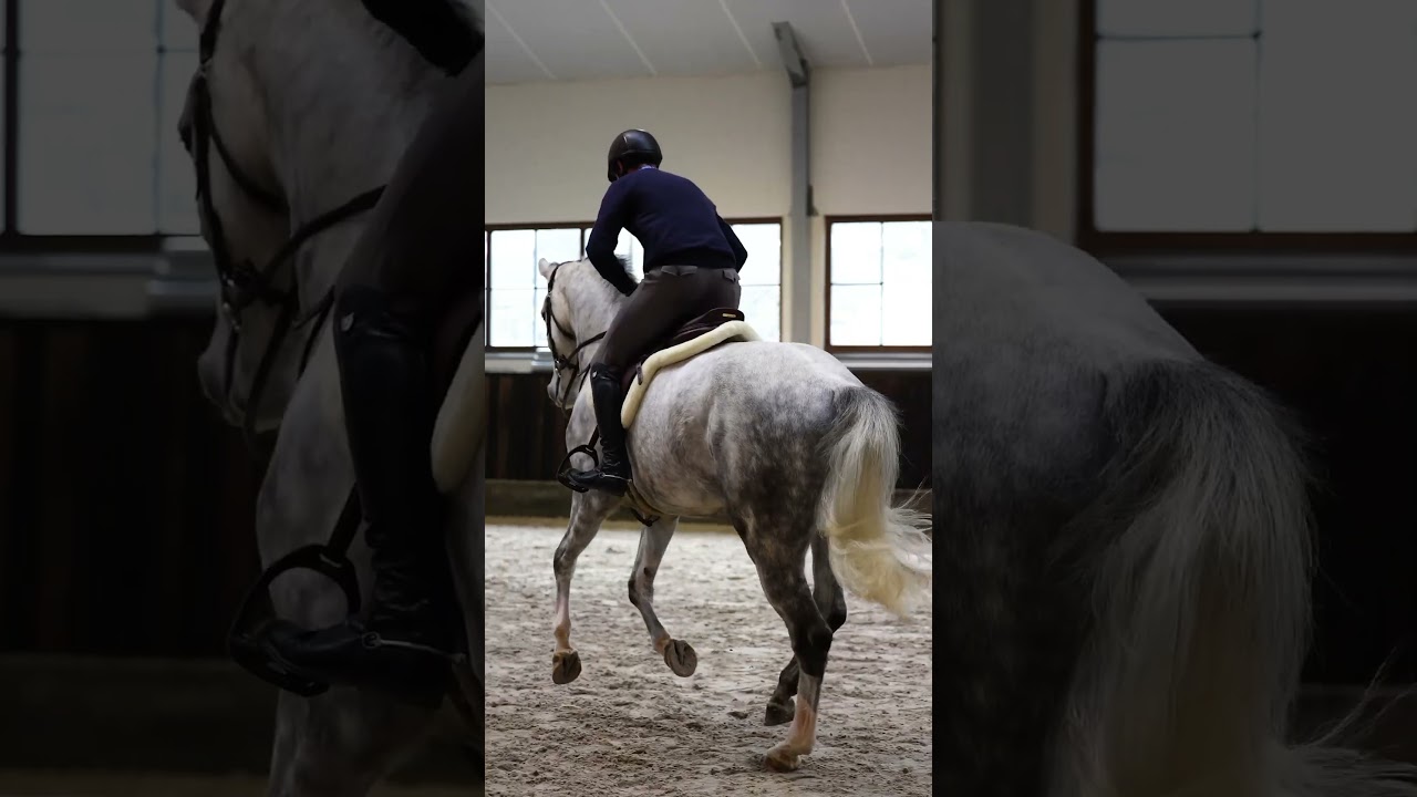 COUGAR  - 16.2 5yo HUNTER! Amateur ok! #hunterjumper #horsesofinstagram #warmblood #equestrian