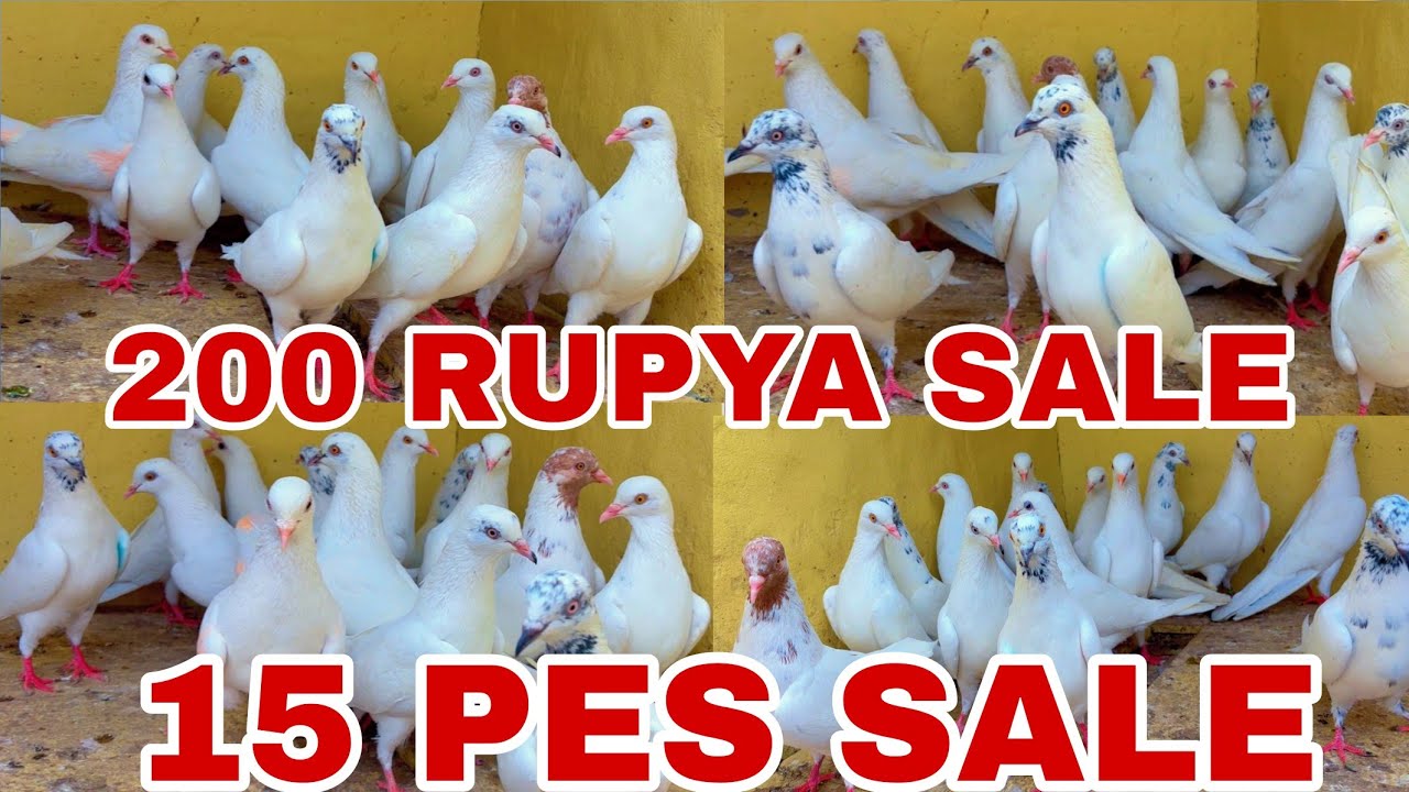 200 rupya punjaabi kabootar for sale 15 Pic sale cinna Ratta Yaar walay dhanne walay kabootar sale 