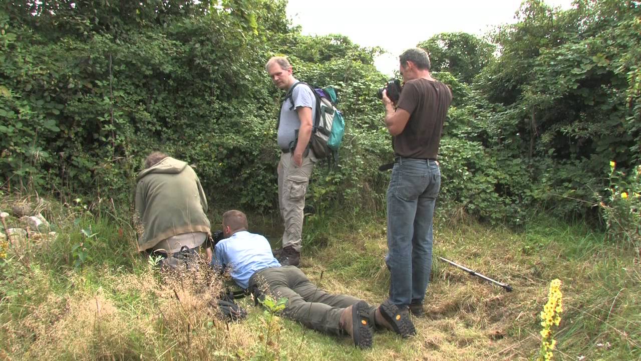 Workshop natuurfotografie boomkikkers fotograferen