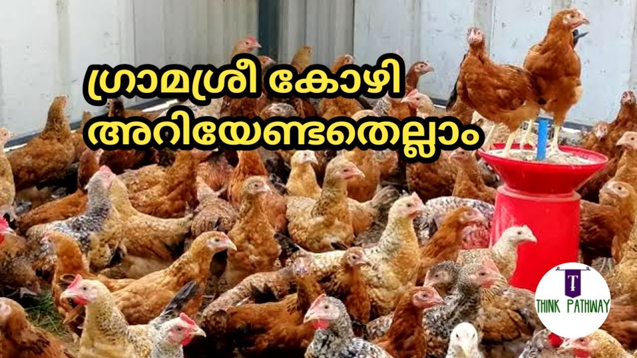 Gramasree kozhi valarthal