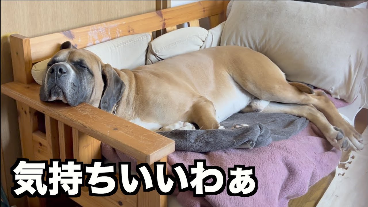 おっさんロイの日常