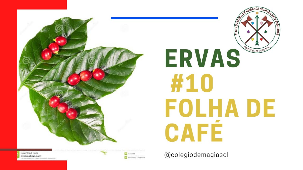 Ervas na Umbanda #10 Folha de Café
