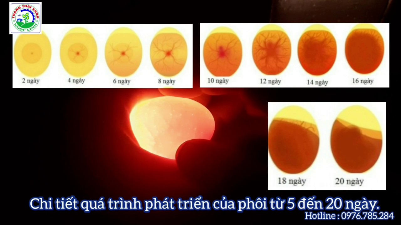 CÁCH SOI TRỨNG ĐƠN GIẢN, AN TOÀN VÀ HIỆU QUẢ ||MÁY ẤP TRỨNG NGỌC LINH.