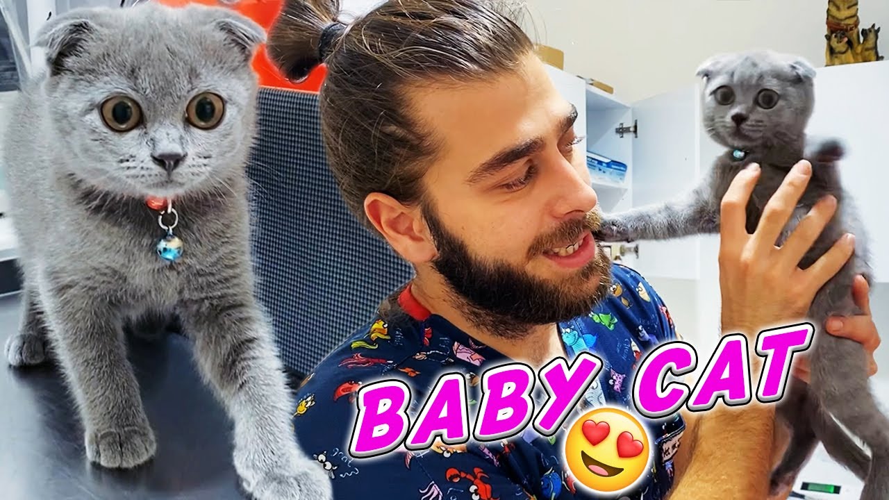 Котенок шаловливый и милый! 😍 (Шотландская вислоухая кошка) #TheVet