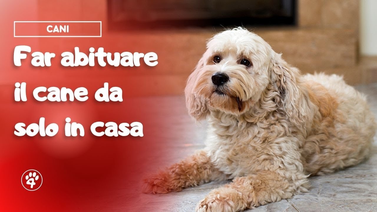 Far abituare il cane da solo in casa | Amoreaquattrozampe.it