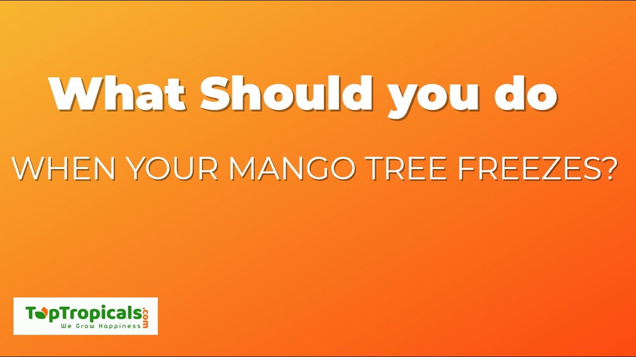 What to do when your mango tree freezes