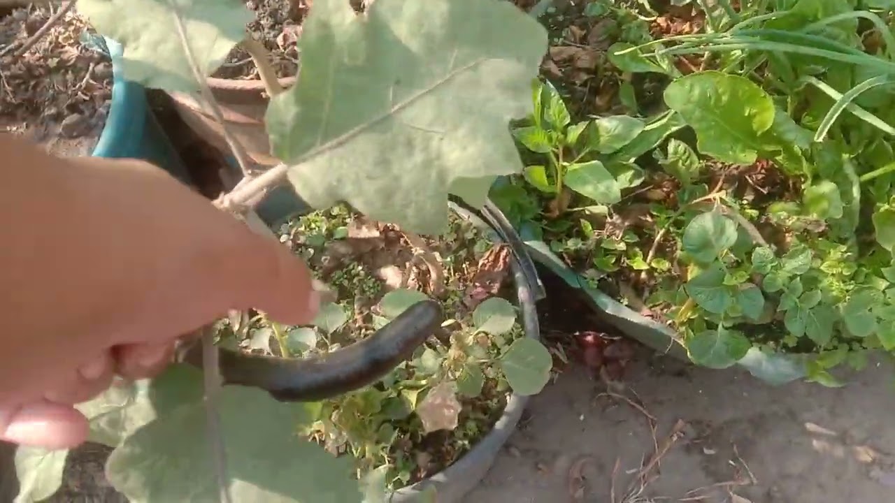 ছাদ বাগানে কাজ শুরু করলে সময় কখন যায় টের পাওয়া যায় না।