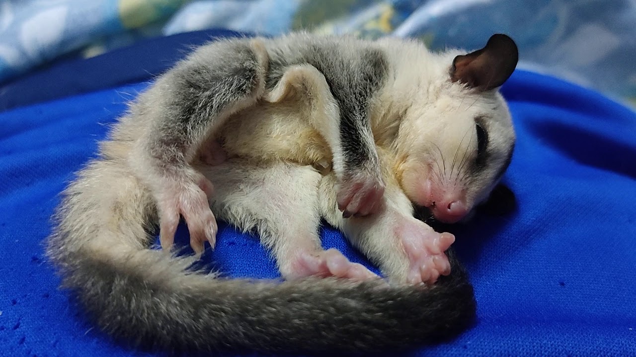 Tired Cute Sugar Glider
