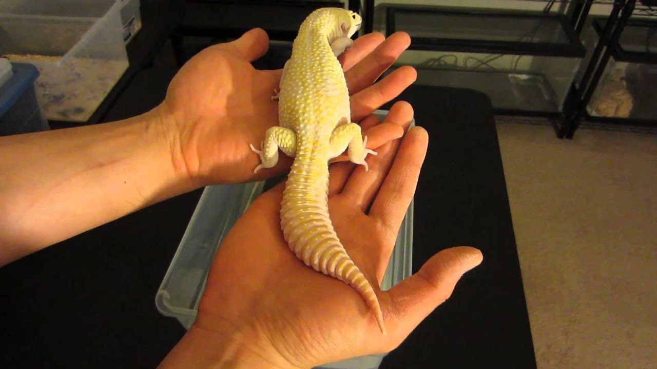 Introducing Ares - Super Giant Mack Snow Raptor Leopard Gecko