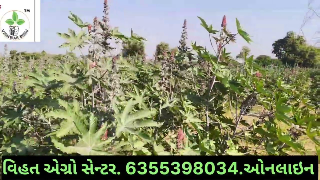 //વિશ્વાસ 33 દિવેલા. જોરદાર રિઝલ્ટ બુકોલી ગામ. ખેડૂત ખરીદી કરતા. વિહત એગ્રો. 6355398034.ઓનલાઇન //
