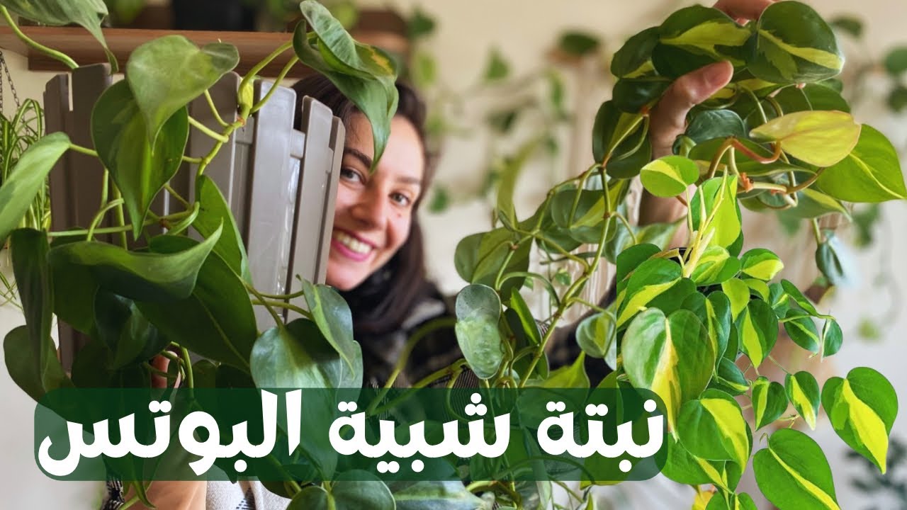 نبتة الكل مفكرها بوتس: فيلودندرون برازيل نبتة سهلة العناية ومناسبة للمبتدئين