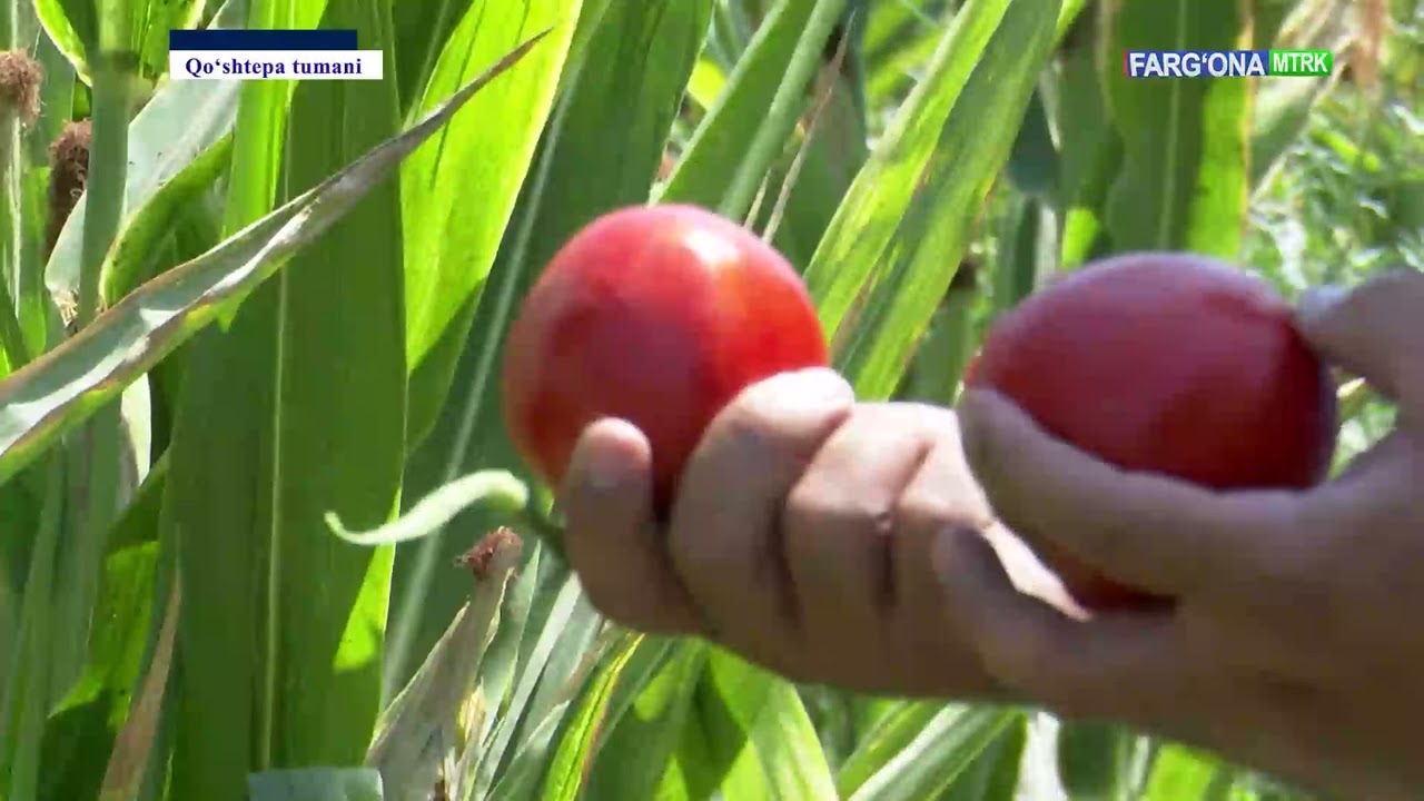 Qoʻshtepa tumanida dala chetlaridan samarali foydalanish  borasidagi tajribalar ommalashmoqda.