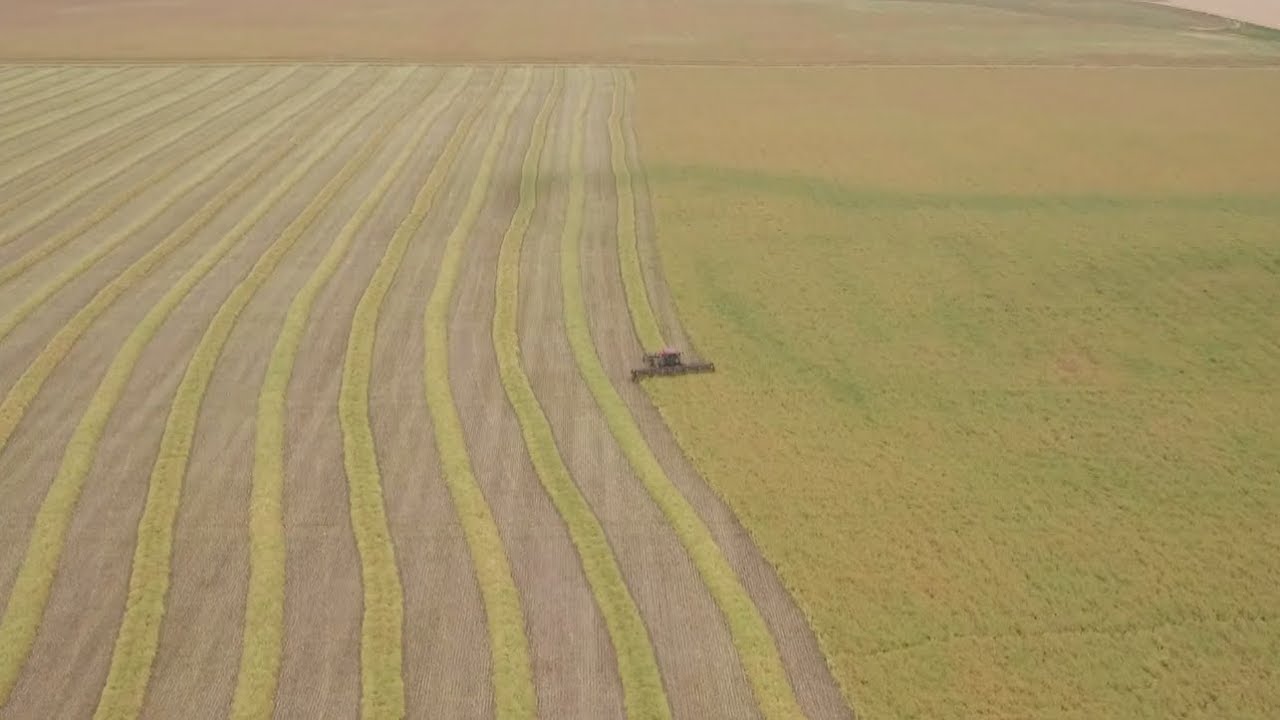 Saskatchewan's 2019 harvest at Lyle and Kendra Neuls farm near Grenfell