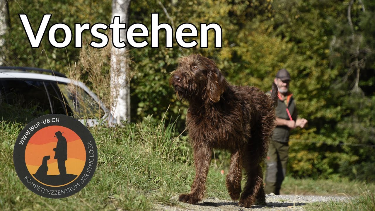 Vorstehen an den Kaninchen - Junghundefernkurs Lektion 4 | Hundeschule U.B.