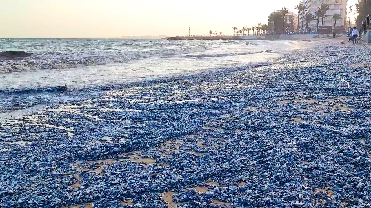 Llegada de miles de ejemplares de veleros (Velella Velella). Torrevieja (04/04/2025)