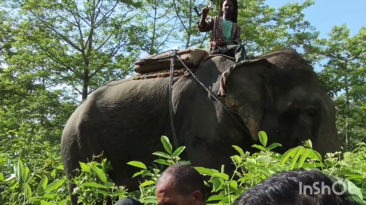Problem Tiger Capture Bharatpur 27 Meghauli chitwan 