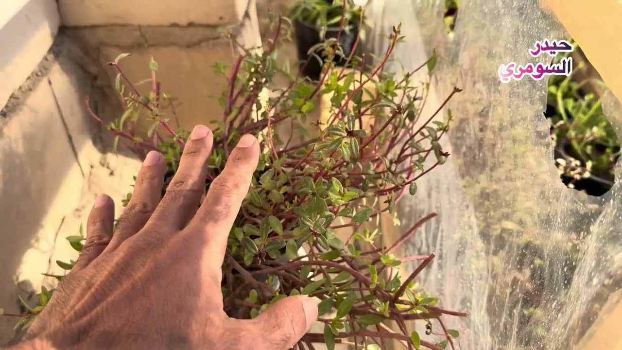 كيف نحافظ على نبات ورد الصباح من الصقيع