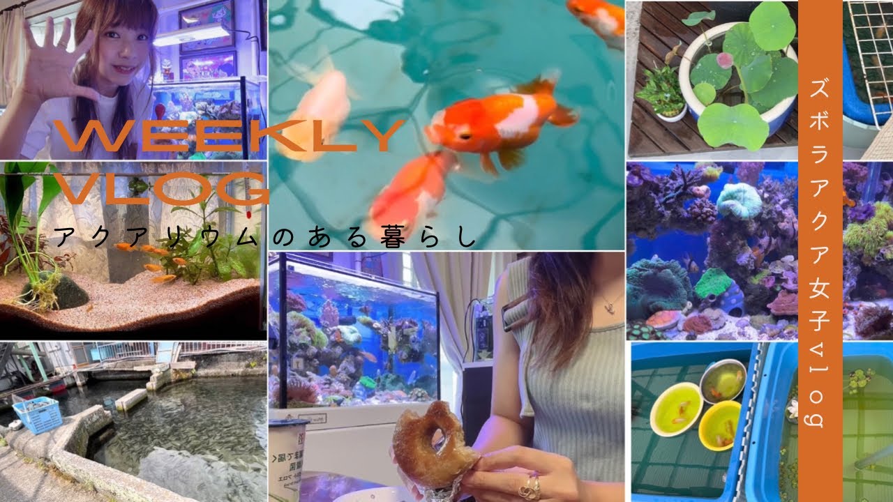 【ほぼaquarium vlog】暑い夏🎐、よく食べ、適度に手を抜く日もある私の1週間のaquarium life｜らんちゅう｜海水魚水槽｜手乗り蓮🪷｜屋外飼育金魚