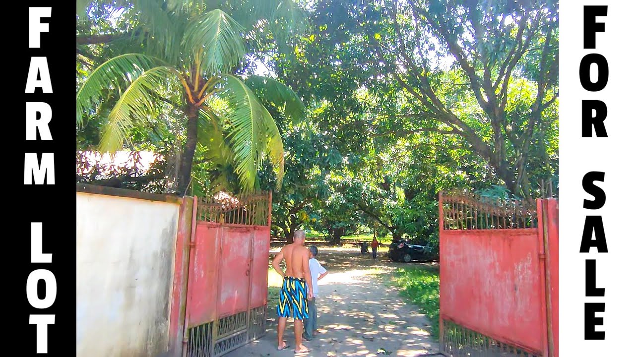 PROPERTY FOR SALE 72 | [ 19pcs Mango Trees ] Farm lot for sale Philippines farming